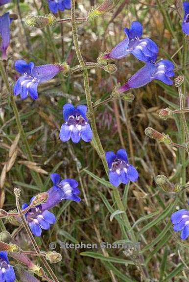 penstemon laetus var laetus 1 graphic